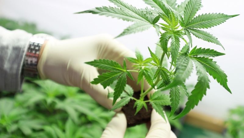 Tabacaleros podrían diversificarse hacia el cannabis para uso medicinal