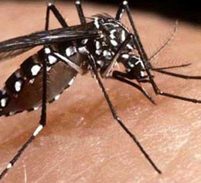 Alerta en la frontera: Salta y Bolivia refuerzan acciones por el brote de chikungunya