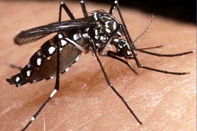 Salta tiene notificados 73 casos de dengue