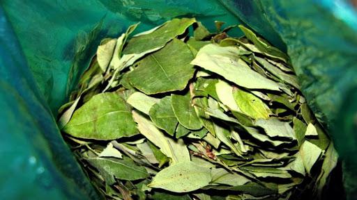 Senadores aprobó la creación de un registro de vendedores de hojas de coca en Salta