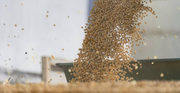 El precio internacional de la soja acumula subas de 50 dólares en noviembre