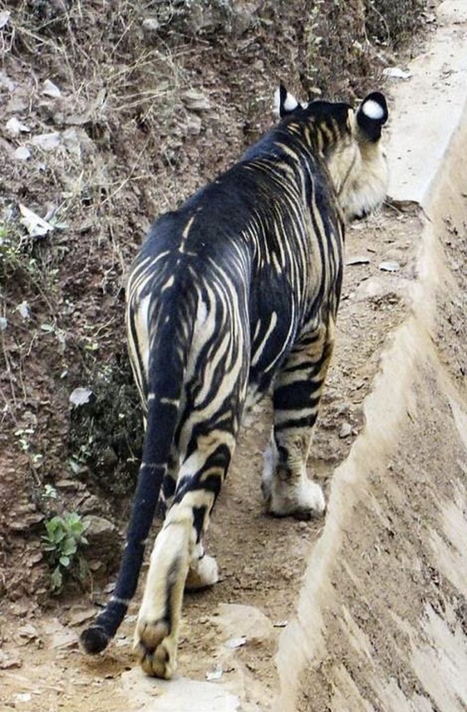 Retrataron a uno de los ocho tigres negros del mundo
