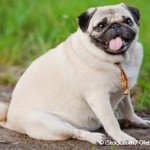 El sobrepeso en mascotas, un problema en aumento
