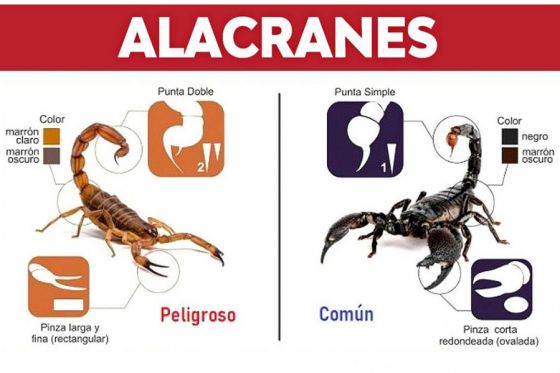 Salud Pública recomienda qué hacer ante la picadura de un alacrán