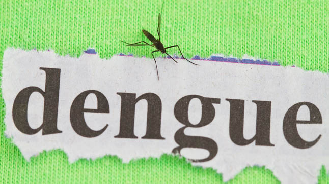 Hasta el momento no se registraron casos de dengue en la provincia