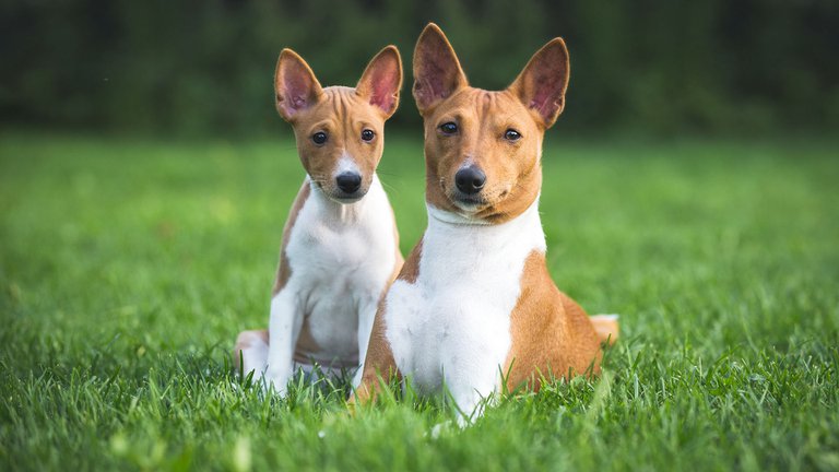 Basenji, la raza africana de perro que no ladra