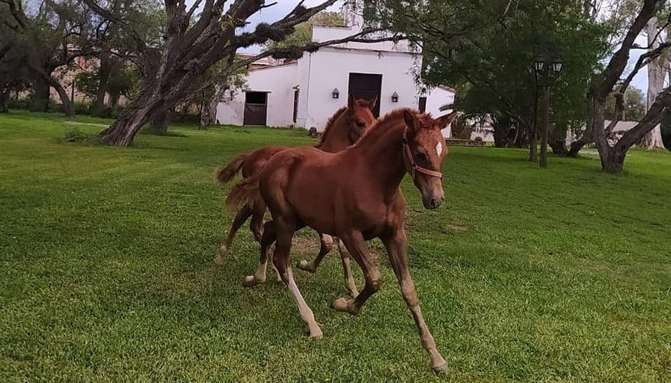 Sergio Usandivaras, reelecto como titular de la Asociación Argentina de Caballos Peruanos de Paso