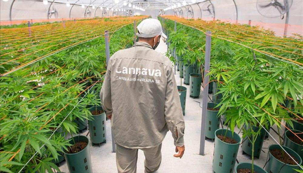 La posición de Salta dentro del negocio del cannabis