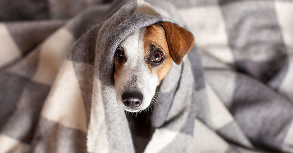 Por las bajas temperaturas se recomienda abrigar a las mascotas