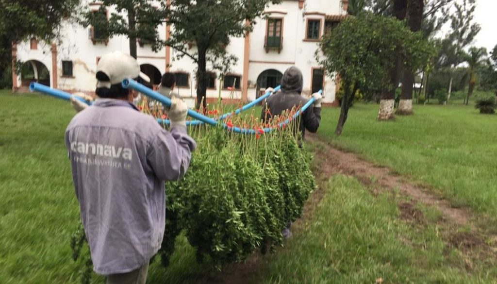 Expertos expondrán en Salta sobre los usos medicinales del cannabis