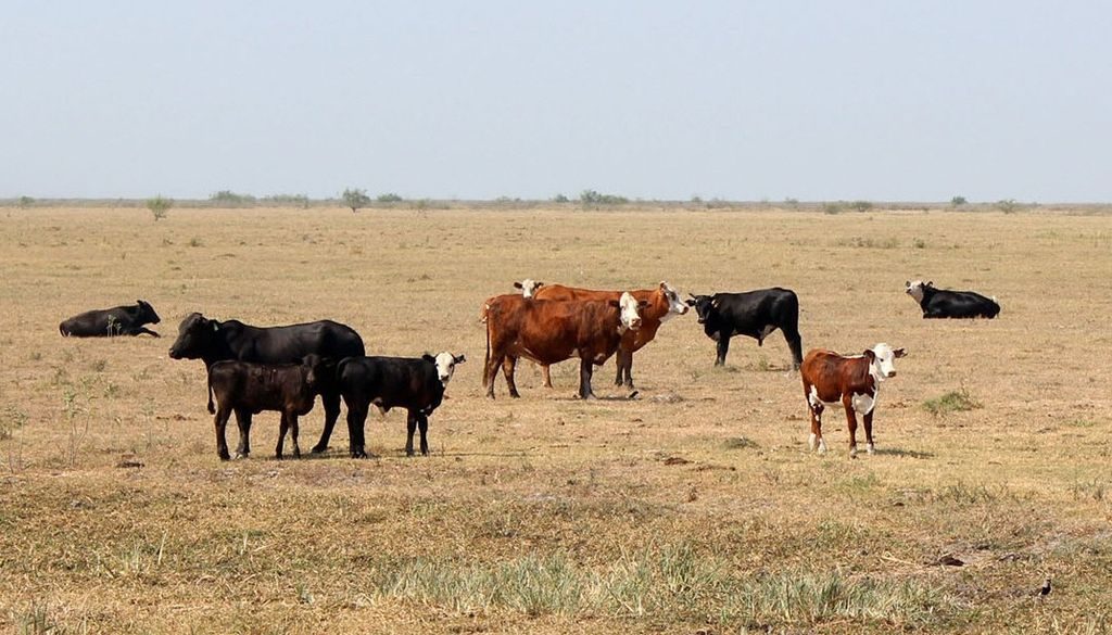 El agro y la ganadería respiran con las lluvias