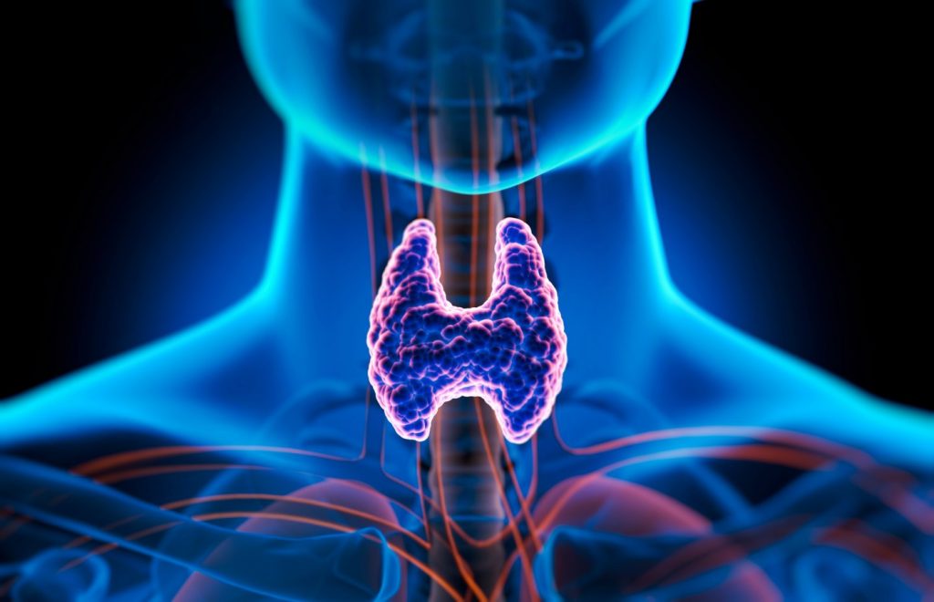 La tiroides: un órgano pequeño, un impacto gigante