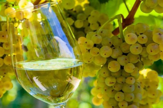 Salta será sede de un encuentro de bodegueros de la región norte