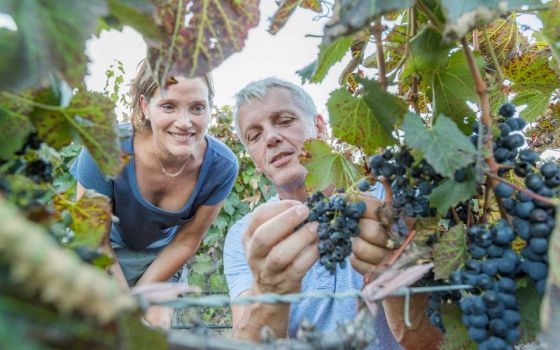 Salta vive una nueva vendimia con actividades turísticas en bodegas