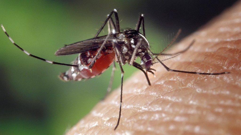 Las cinco razones científicas de por qué los mosquitos pican más a unas personas que a otras