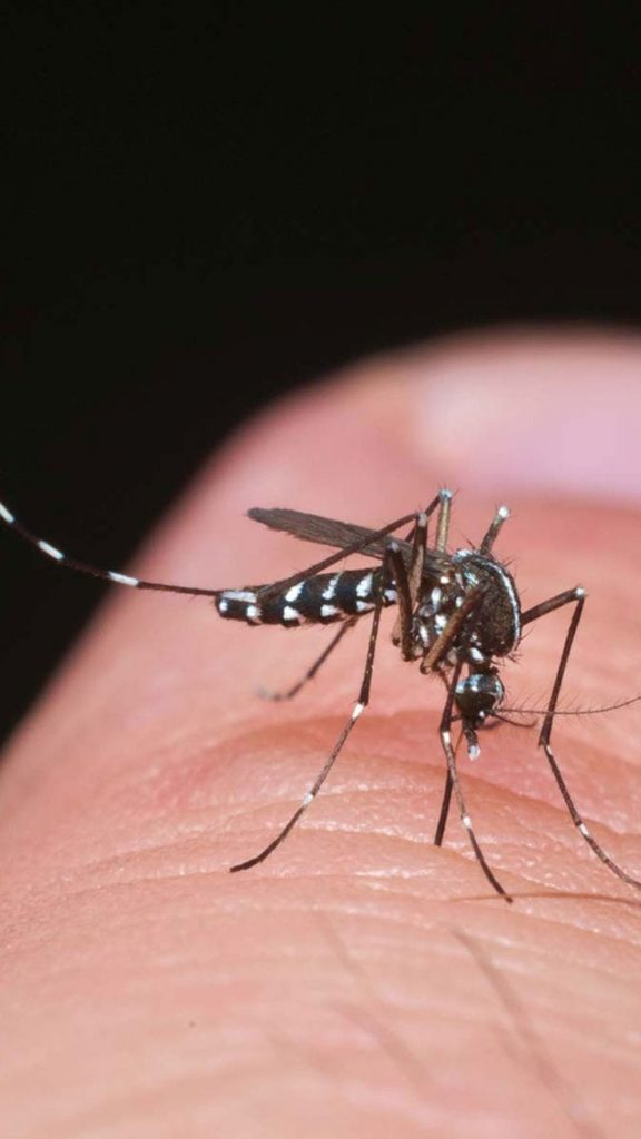 Dengue: cuál es el síntoma que más afecta a menores de 15 años y cuándo alarmarse