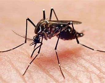 Alerta por dengue en Salta: se registraron dos nuevas muertes en la provincia