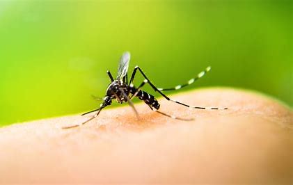 Salta iniciará una activa campaña para luchar contra el dengue