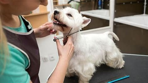 Próximamente| capacitación gratuita de peluquería canina en Salta