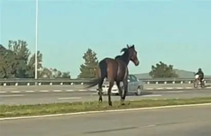 Endurecen las sanciones por animales sueltos en las rutas salteñas