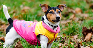 La Muni te capacita : aprendé a confeccionar ropa y accesorios para mascotas