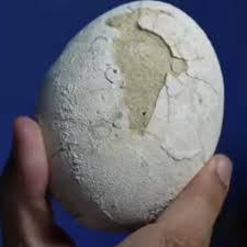 IMPACTANTE : El Conicet descubre un huevo de dinosaurio carnívoro casi intacto