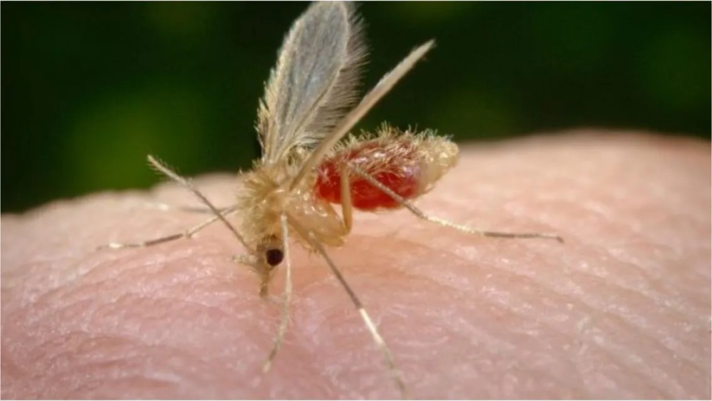 Gran operativo de Provincia para detectar casos de leishmaniasis: las zonas en alerta