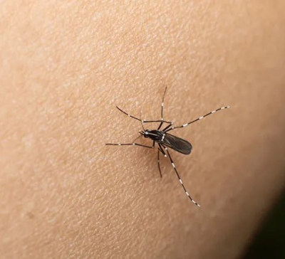 Se disparó la chikungunya en Salta: Casi 50% más de casos en una semana